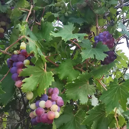 Green Vila Ferienhaus Sozopoli