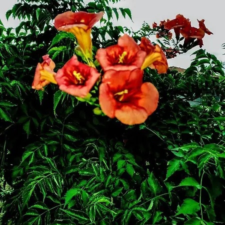Green Vila Ваканционна къща *