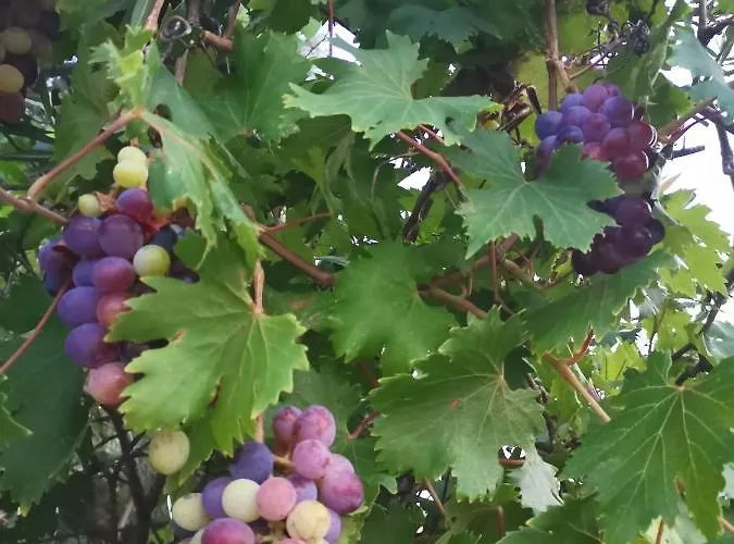 Green Vila Vakantiehuis Sozopoli