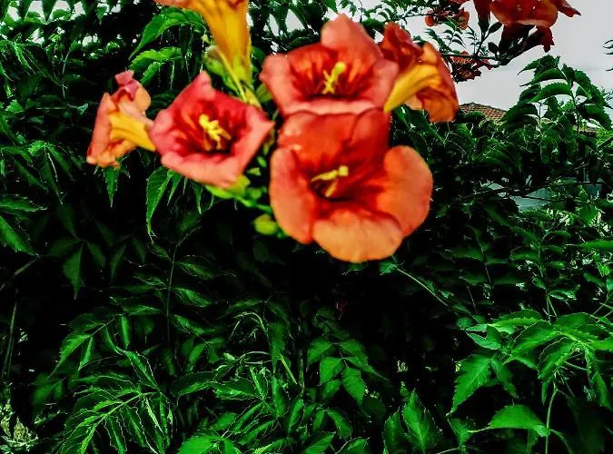 Green Vila Vakantiehuis *