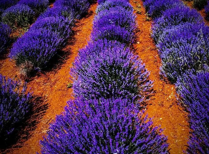 Green Vila * Sozopoli