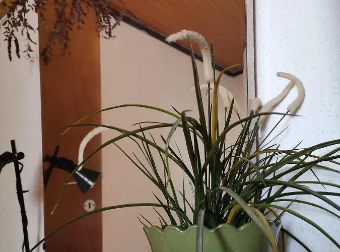 Green Vila Vakantiehuis *