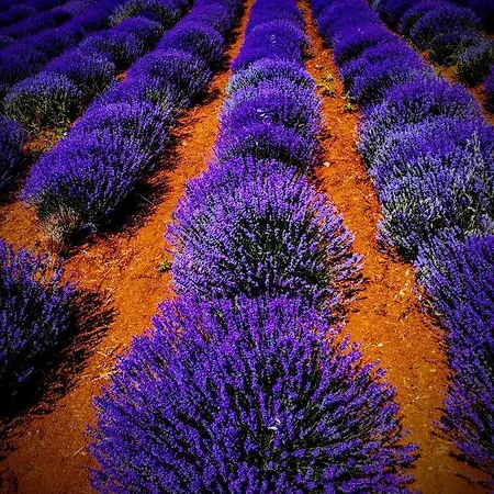 Green Vila * سوزوبولي